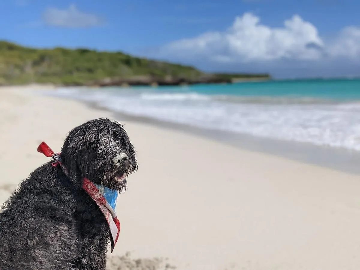 بيت للعطل Brand New! Black Sand Beach-Casa Nose' بييكيس